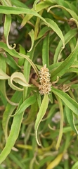 Croton scouleri