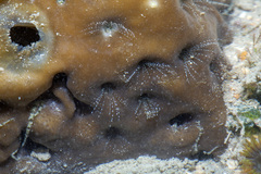 Membranobalanus longirostrum