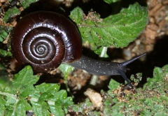 Glyptostoma gabrielense