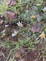 Afroaster serrulatus