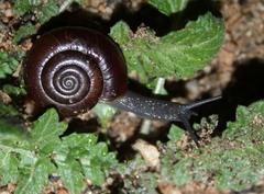 Glyptostoma gabrielense