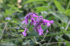 Salvia purpurea