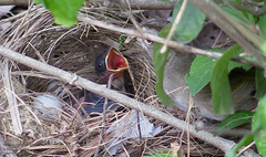 Arremonops rufivirgatus