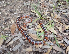 Lampropeltis knoblochi
