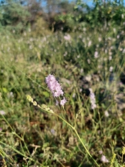 Boerhavia xantii