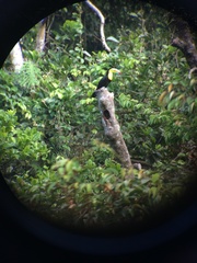 Ramphastos sulfuratus image