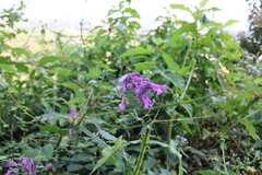 Salvia purpurea