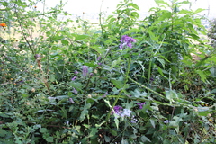Salvia purpurea