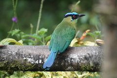 Momotus aequatorialis