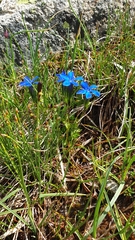 Gentiana rostanii