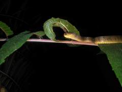 Pareas carinatus