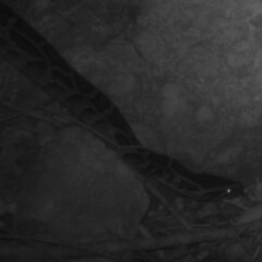 Python bivittatus