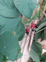 Rhynchosia volubilis