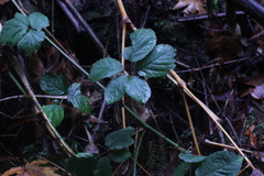 Rubus armeniacus