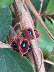 Rhynchosia volubilis