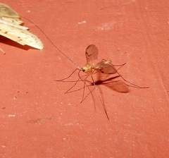 Macrocerinae