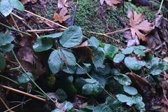 Rubus armeniacus
