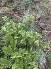 Cissus diversilobata