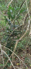 Mitriostigma axillare