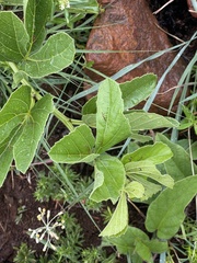 Cissus diversilobata