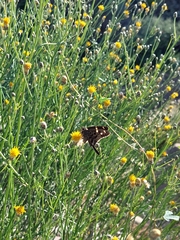 Thorybes dorantes calafia