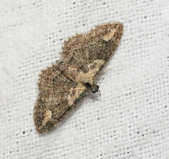 Pasiphilodes testulata