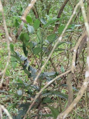 Mitriostigma axillare