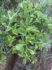 Cissus diversilobata