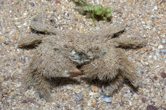 Pilumnus vespertilio