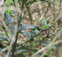 Mitriostigma axillare