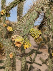 Cylindropuntia