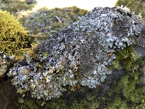 Representative image of Parmelia saxatilis