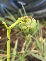 Cissus diversilobata