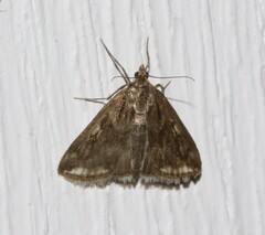Loxostege cereralis