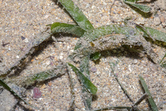 Thalassia hemprichii