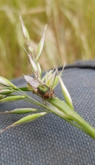 Odontomyia decipiens