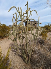 Cylindropuntia
