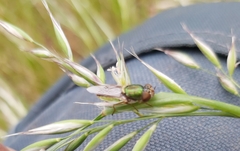 Odontomyia decipiens