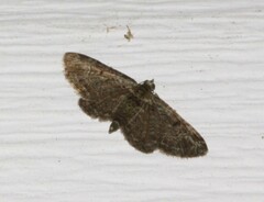 Pasiphila rectangulata