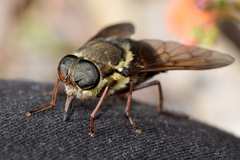 Triclista singularis