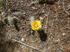 Opuntia fragilis