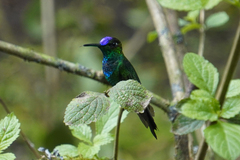 Heliodoxa leadbeateri