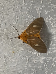 Asota producta