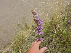 Penstemon strictus