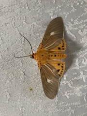 Asota producta