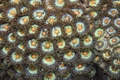 Zoanthus sansibaricus