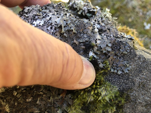 Salted Shield Lichen