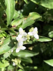 Tradescantieae