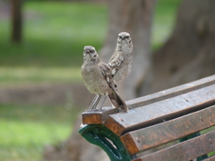 Mimus longicaudatus
