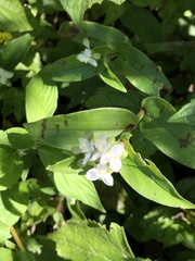 Tradescantieae